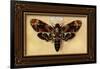 Death's Head Moth-Lantern Press-Framed Art Print