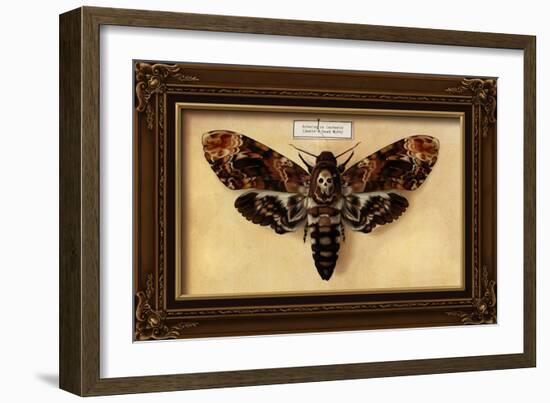 Death's Head Moth-Lantern Press-Framed Art Print