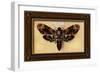 Death's Head Moth-Lantern Press-Framed Art Print