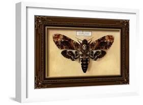 Death's Head Moth-Lantern Press-Framed Art Print