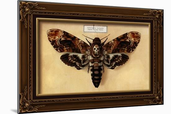 Death's Head Moth-Lantern Press-Mounted Art Print