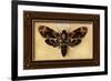 Death's Head Moth-Lantern Press-Framed Premium Giclee Print