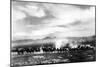 Death Valley, California - View of a Twenty Mule Borax Team-Lantern Press-Mounted Art Print