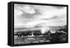 Death Valley, California - View of a Twenty Mule Borax Team-Lantern Press-Framed Stretched Canvas