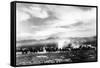 Death Valley, California - View of a Twenty Mule Borax Team-Lantern Press-Framed Stretched Canvas