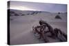 Death Valley Tree, California-George Oze-Stretched Canvas