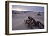 Death Valley Tree, California-George Oze-Framed Photographic Print