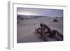 Death Valley Tree, California-George Oze-Framed Photographic Print