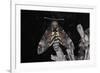 Deaths Head Hawk Moth, Spain-null-Framed Photographic Print