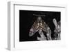Deaths Head Hawk Moth, Spain-null-Framed Photographic Print