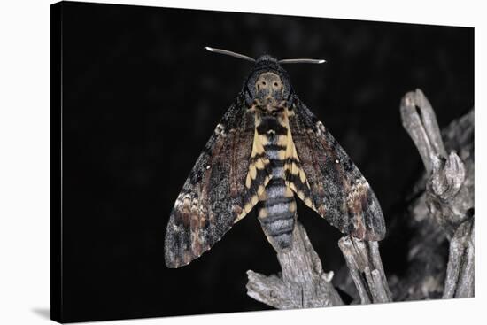 Deaths Head Hawk Moth, Spain-null-Stretched Canvas