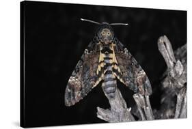 Deaths Head Hawk Moth, Spain-null-Stretched Canvas