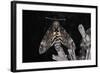 Deaths Head Hawk Moth, Spain-null-Framed Photographic Print