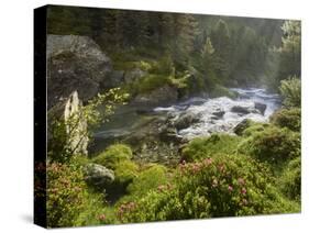 Debantbach, Debanttal, National Park Hohe Tauern, Tyrol, Austria-Rainer Mirau-Stretched Canvas