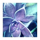 Succulent Splendor 5-Debbie Pearson-Mounted Photographic Print