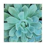 Succulent Splendor 5-Debbie Pearson-Mounted Photographic Print