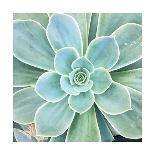 Succulent Splendor 5-Debbie Pearson-Mounted Photographic Print