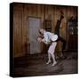 Debbie Reynolds Lifts Fellow Actor Tony Randall in a Scene from 'The Mating Game', 1959-Allan Grant-Stretched Canvas