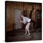 Debbie Reynolds Lifts Fellow Actor Tony Randall in a Scene from 'The Mating Game', 1959-Allan Grant-Stretched Canvas