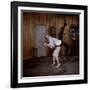 Debbie Reynolds Lifts Fellow Actor Tony Randall in a Scene from 'The Mating Game', 1959-Allan Grant-Framed Photographic Print