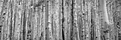 Thick Forest of Aspen Tree Trunks Black and White Texture Background-deberarr-Photographic Print