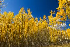 Yellow Aspen Trees Contrast Blue Sky Background-deberarr-Photographic Print