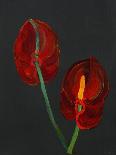 Anthurium, Heart Flower, 2008-Deborah Barton-Giclee Print