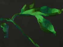 Anthurium, Heart Flower, 2008-Deborah Barton-Giclee Print