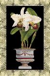 Orchid in Urn II-Deborah Bookman-Art Print