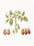 Growing Romas-Deborah Kopka-Giclee Print