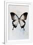 Gramercy White