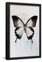 Essential Black