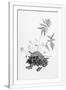 Gramercy White
