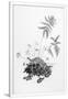 Gramercy White