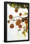 Essential Black