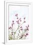 Gramercy White