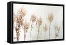 Framed Canvas