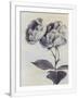 Gramercy White