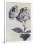 Gramercy White