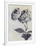 Gramercy White