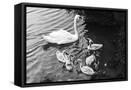 Framed Canvas