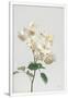 Gramercy White