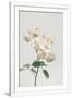 Gramercy White