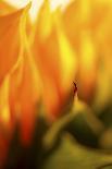 USA, Martinsville, Indiana. Macro view of the interior of a nautilus shell.-Deborah Winchester-Photographic Print