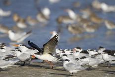 USA, Fort De Soto Park, Pinellas County, St. Petersburg, Florida. A black skimmer preparing to fly.-Deborah Winchester-Photographic Print