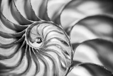 USA, Martinsville, Indiana. Macro view of the interior of a nautilus shell.-Deborah Winchester-Photographic Print