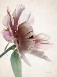 Translucent Peony VI-Debra Swearingen-Mounted Art Print