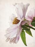 Translucent Peony VI-Debra Swearingen-Mounted Art Print