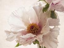 Translucent Peony VI-Debra Swearingen-Stretched Canvas