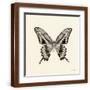 Brown Frame